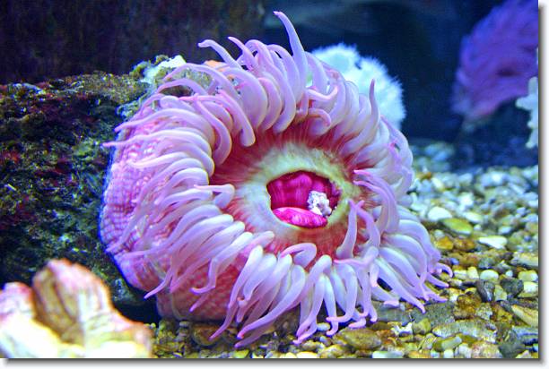 Click for the original image